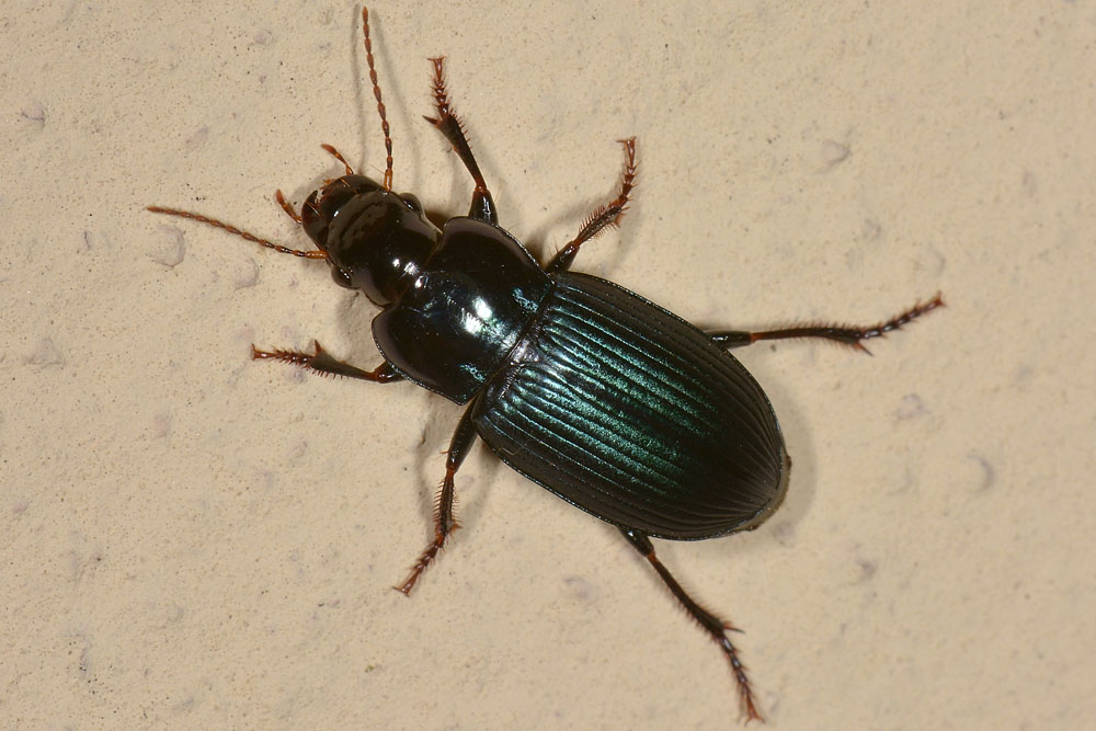 Harpalus sp.?  S !, Harpalus honestus  (Carabidae)